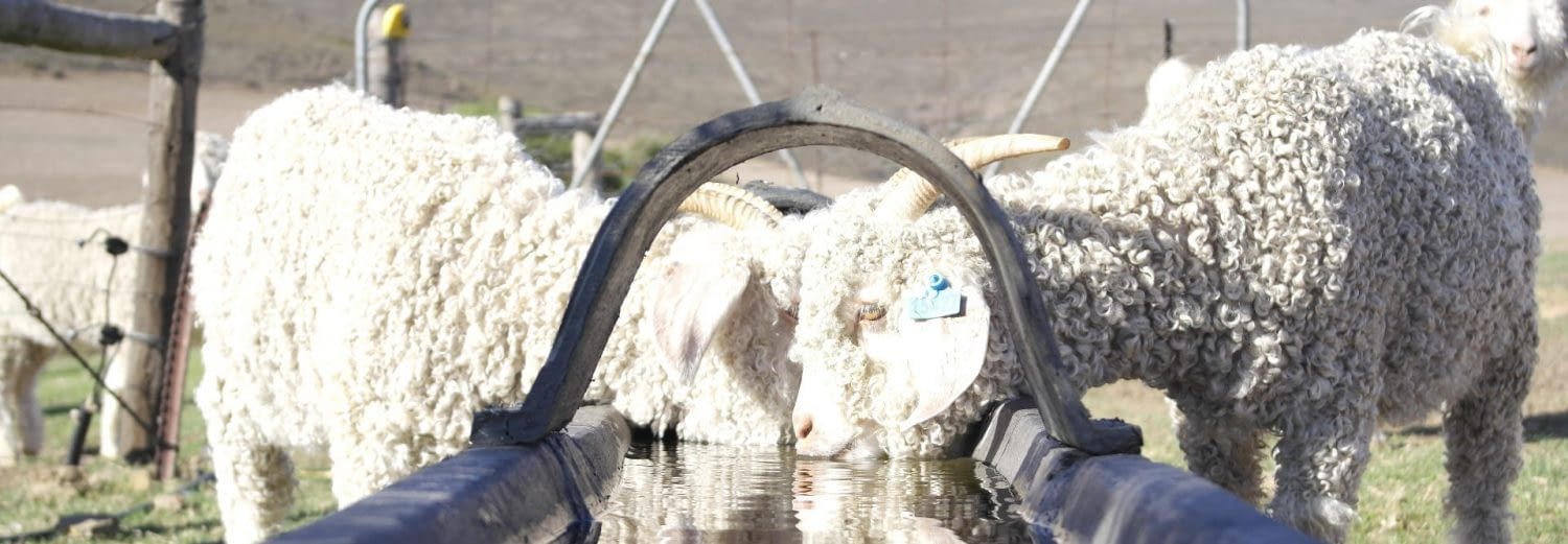 Better than wool! Better than wool!