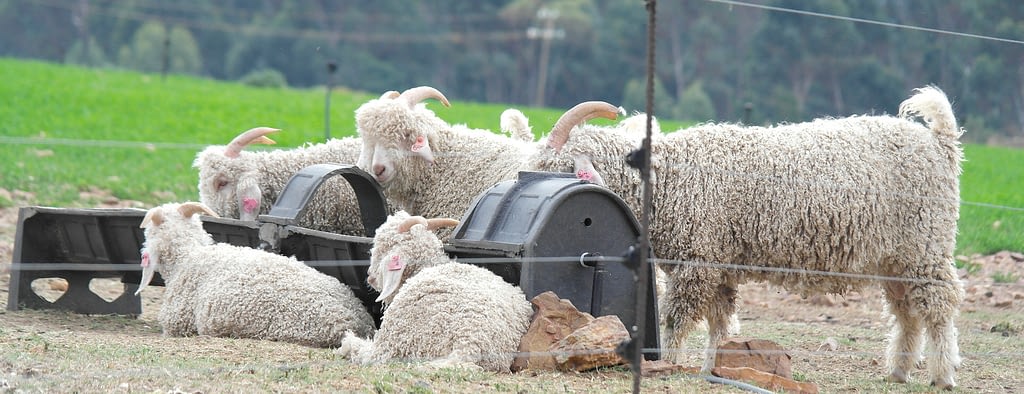 Angora goats. Mohair referred to as a noble fibre.