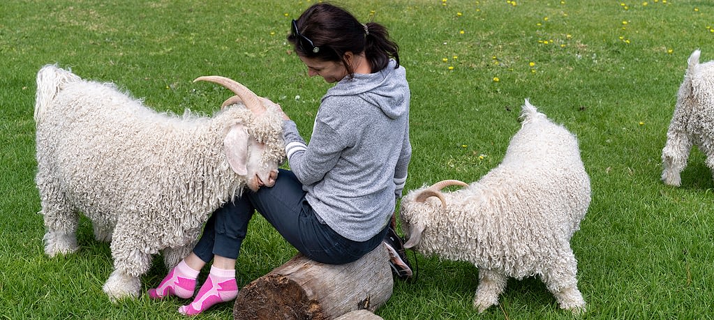 Angora goats and Alles Mooi